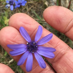 Felicia heterophylla