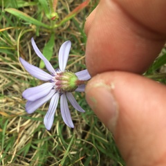 Felicia heterophylla