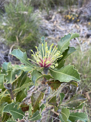 Banksia ilicifolia