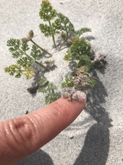 Daucus pumilus