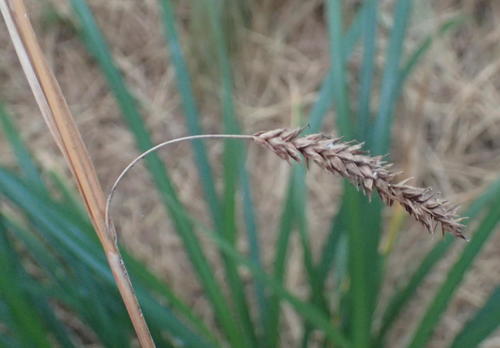 Carex aethiopica (Carex aethiopica)