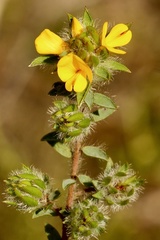 Pultenaea trinervis