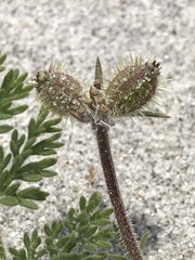 Daucus pumilus