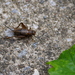 Striped Ground Cricket - Photo (c) Tim Hite, some rights reserved (CC BY), uploaded by Tim Hite