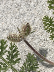 Daucus pumilus