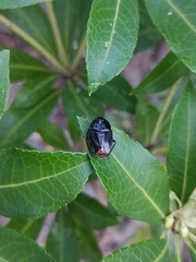 Macroscytus japonensis