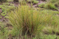 Miscanthus ecklonii