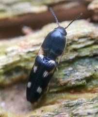 Abelater uncinatus