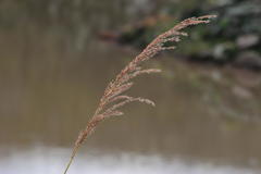 Miscanthus ecklonii
