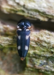 Abelater uncinatus