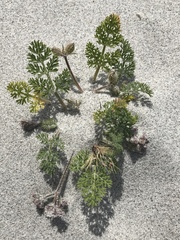 Daucus pumilus