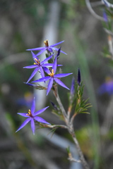 Calectasia intermedia