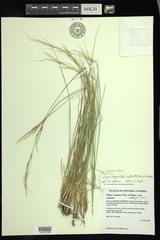 Hesperostipa curtiseta