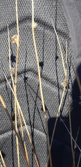 Juncus conglomeratus