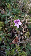 Erodium glandulosum
