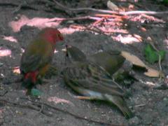 Lagonosticta senegala rendalli