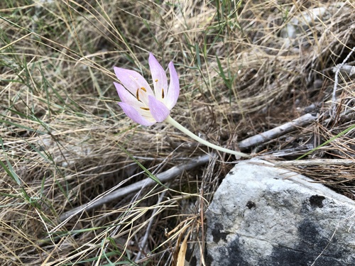 Colchicum haynaldii (Colchicum haynaldii)