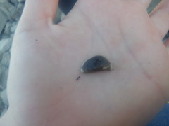 Dreissena polymorpha