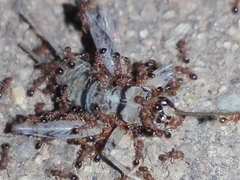 Gryllodes sigillatus