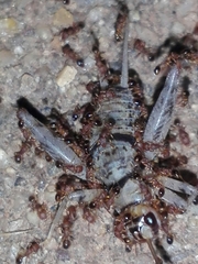 Gryllodes sigillatus