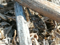 Coniocleonus excoriatus