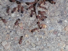 Gryllodes sigillatus