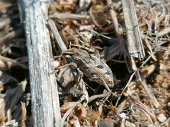 Coniocleonus excoriatus