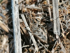 Coniocleonus excoriatus