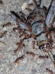 Gryllodes sigillatus