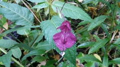 Impatiens glandulifera