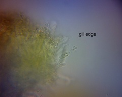 Heimiomyces velutipes