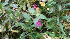 Impatiens glandulifera