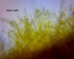 Heimiomyces velutipes