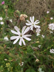 Silene undulata