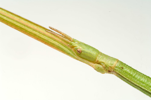 French stick insect