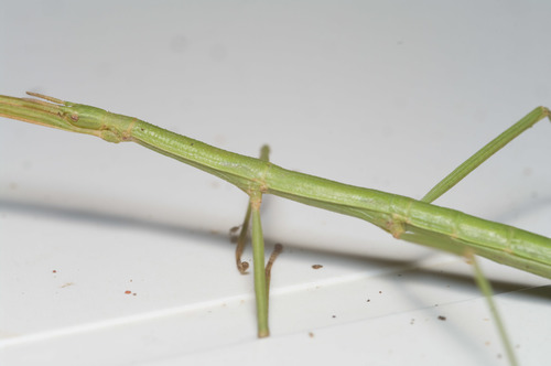 French stick insect