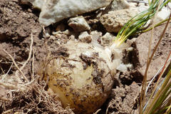 Ornithogalum thunbergii