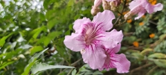 Podranea