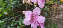 Podranea