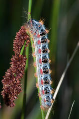 Psycharium pellucens