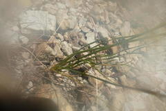 Ornithogalum thunbergii