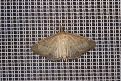 Anania fuscalis