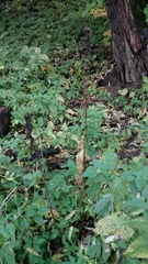 Campanula latifolia