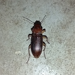 Harpalus erraticus