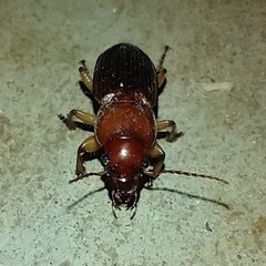 Harpalus erraticus