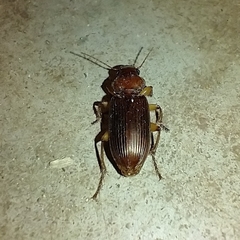 Harpalus erraticus