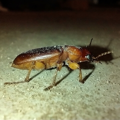 Harpalus erraticus