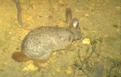 Pronolagus saundersiae