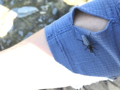 Bibio pomonae