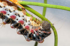 Psycharium pellucens